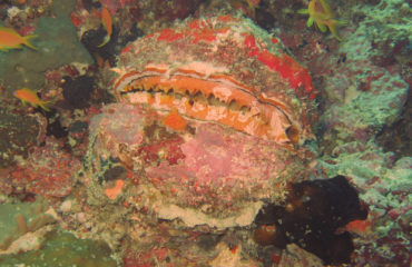 Maldivi-rakushka