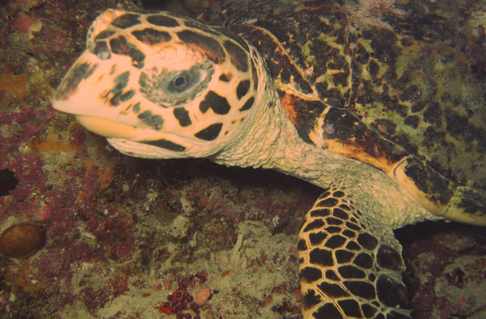 Maldivi-turtle