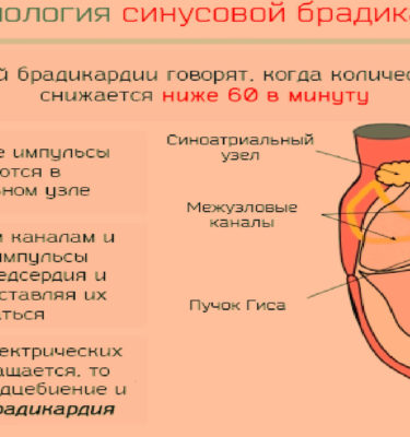 Отличия фридайвинга