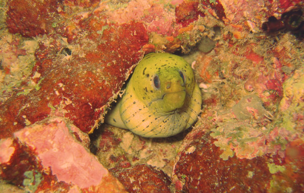 Maldivi-murena