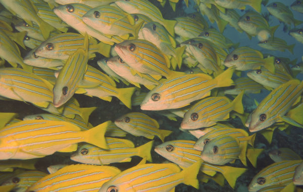 Maldivi-vorchuni
