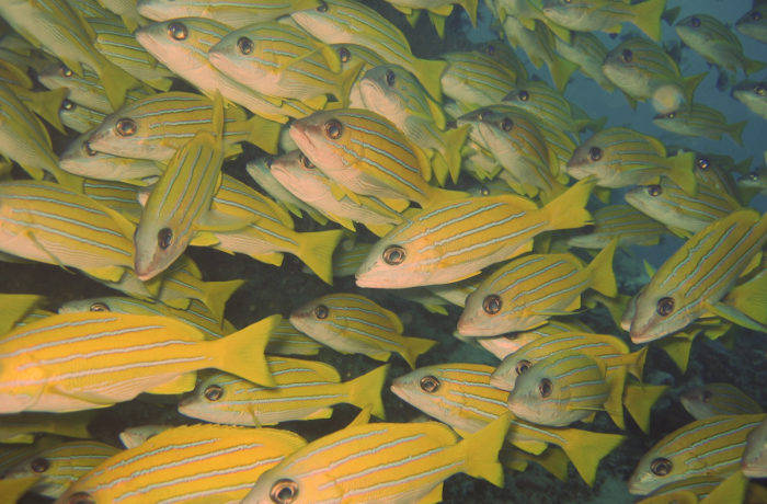 Maldivi-vorchuni