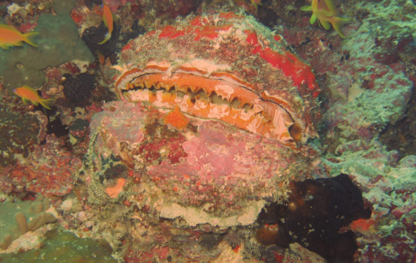 Maldivi-rakushka