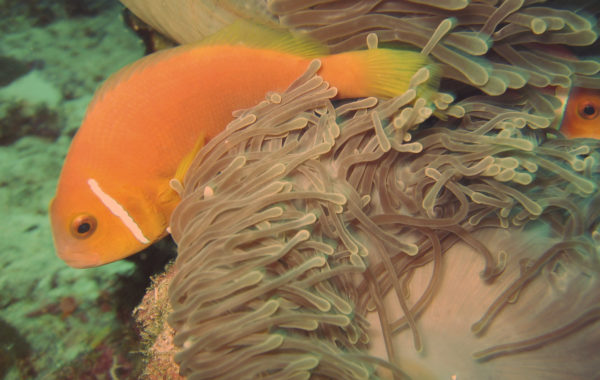 Maldivi-nemo