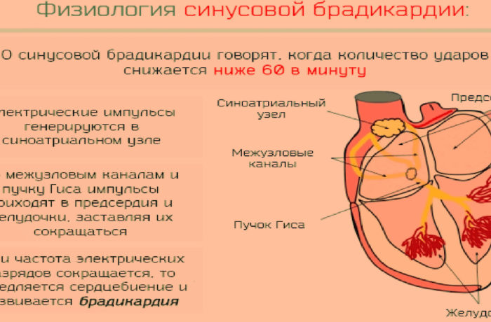 Отличия фридайвинга